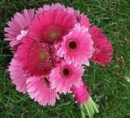 Large and small gerbera daisies....they come in a large variety of colors.