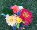 Bright bouquet to accent bridesmaids dresses, antique gray. Locally grown dahlias, roses, lilies, mini green hydrangea and blue thistle.