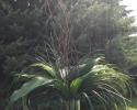  This beautiful centerpiece is designed in a tall cylinder with bear grass, lily grass, aspidistra and curly willow. Perfect for a centerpiece as it is tall enough to avoid interrupting across table conversation.