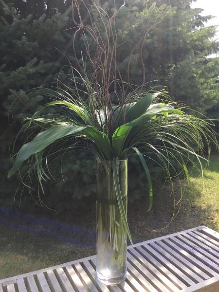  This beautiful centerpiece is designed in a tall cylinder with bear grass, lily grass, aspidistra and curly willow. Perfect for a centerpiece as it is tall enough to avoid interrupting across table conversation.
