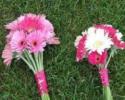 Shades of pinks and white gerbera daisies.