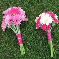 Shades of pinks and white gerbera daisies.