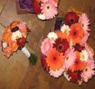 All large and mini gerbera daisies.