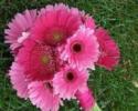 Large and small gerbera daisies....they come in a large variety of colors.